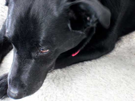 black dog
